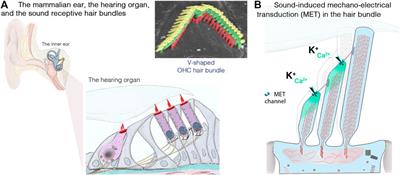 Progress in Gene Editing Tools and Their Potential for Correcting Mutations Underlying Hearing and Vision Loss
